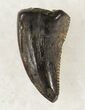 Raptor (Acheroraptor) Tooth - Montana #20413-1